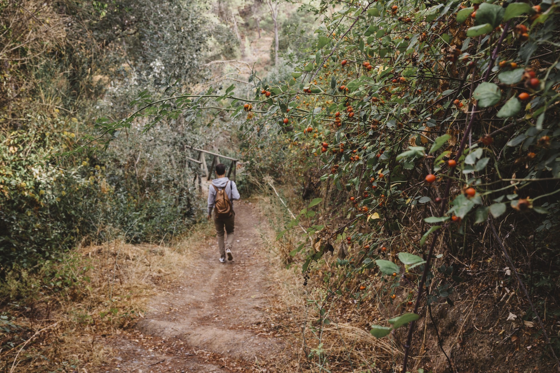 Camino de Santiago 4