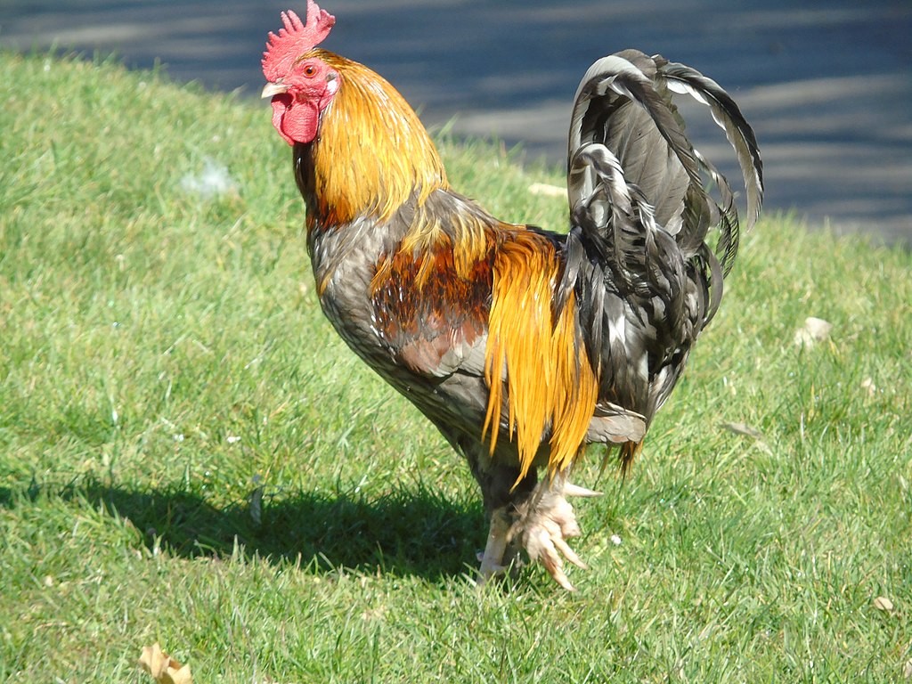 The Last Remaining Flocks of Gallos de León are Dwindling